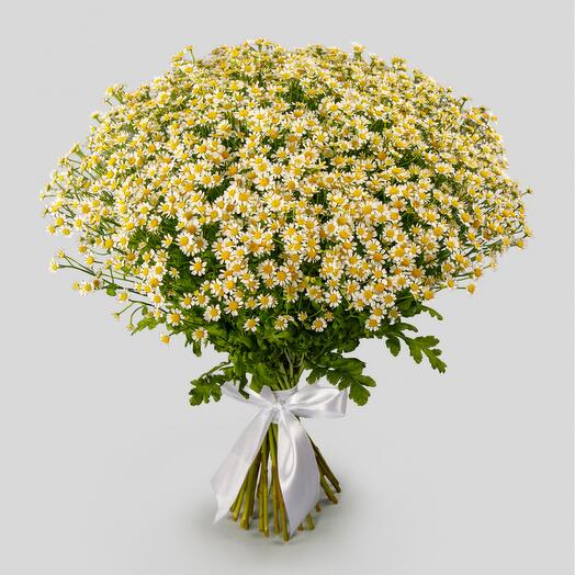 Букет 51 Ромашка🌼🌼