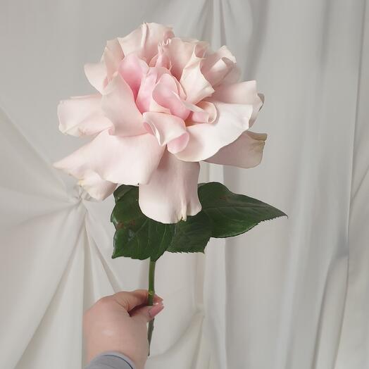 The French Rose