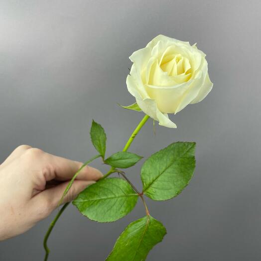 White rose