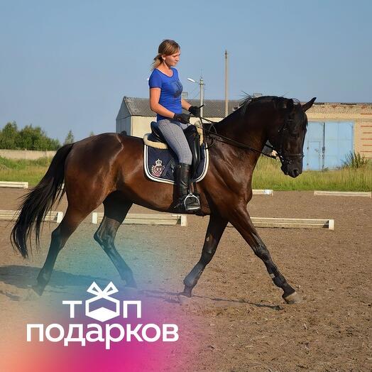 Подарочный сертификат Индивидуальное занятие конкуром на плацу с тренером, 1 чел. (1 час)