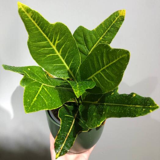 Кротон (Кодиеум) Микс