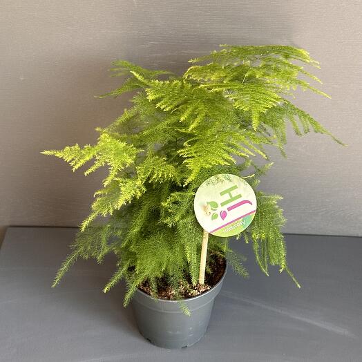 Аспарагус тончайший