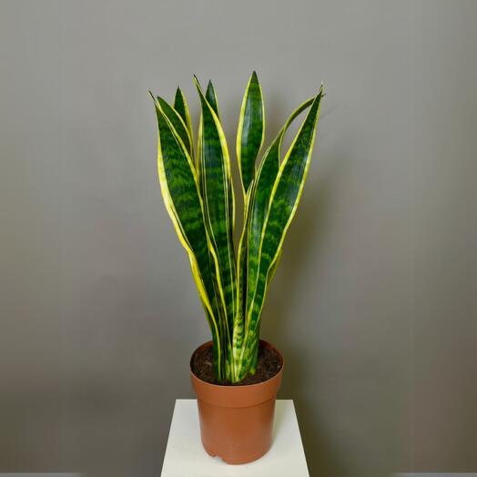 Сансевиерия   90см