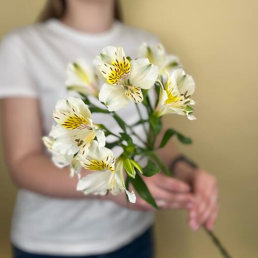 Белая альстромерия ( дикая орхидея )