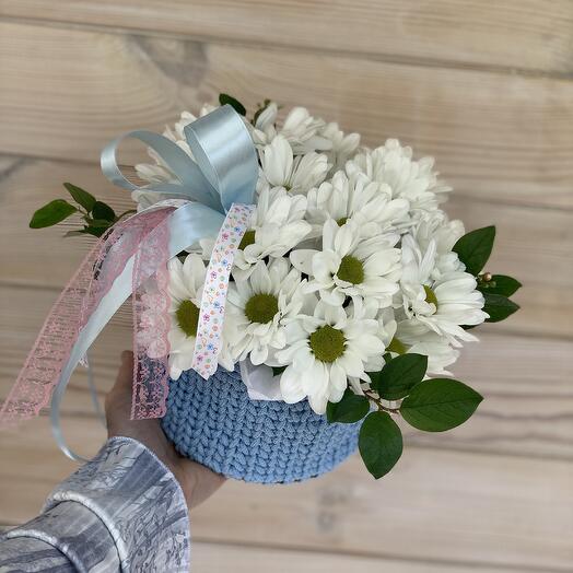 Нежные хризантемы ромашки