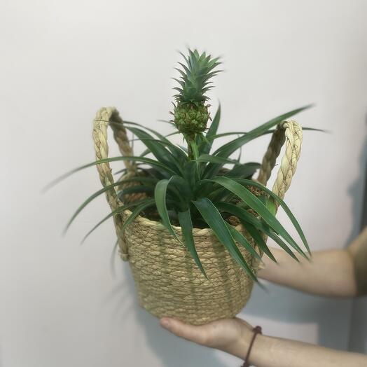 Комнатное растение Ананас