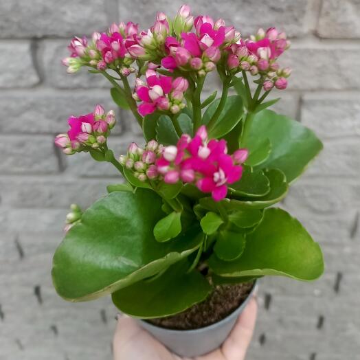 Каланхое малинового цвета