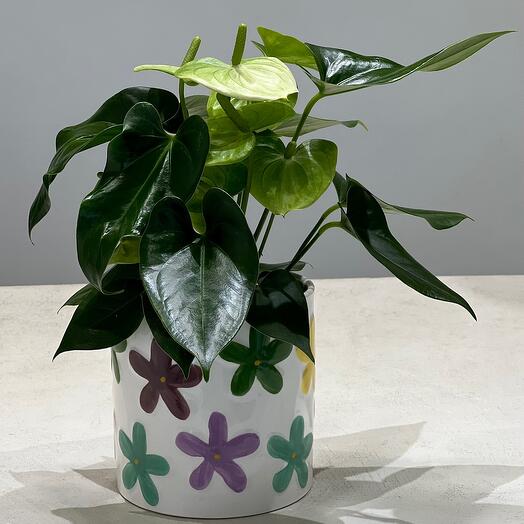 Антуриум Андрианум Беби зеленый