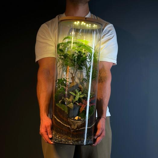 Огромный Люкс С бонсай и подсветкой - Аполлион ХЛ