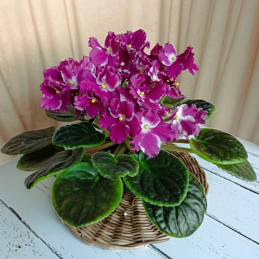 Фиалка красно- белая (*37) для мамы