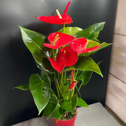 Антуриум красный