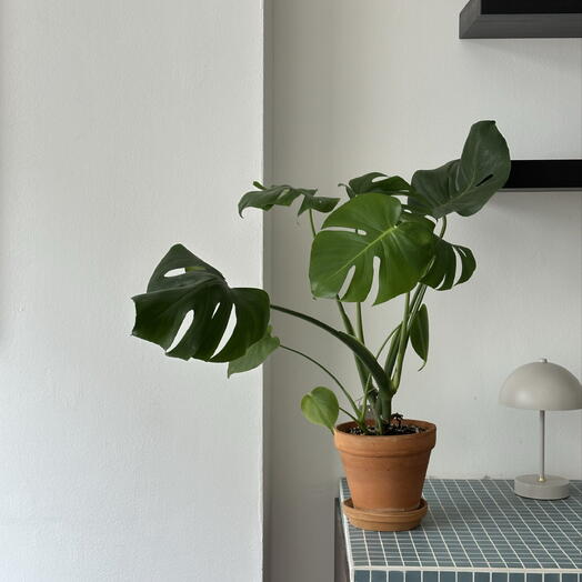 Monstera 1