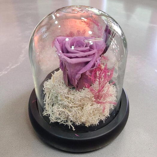 Rosa Eterna Lila en Campana de Cristal