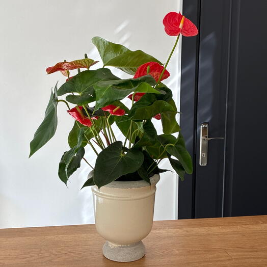 Kırmız anthurium krem renkli seramik saksı ile