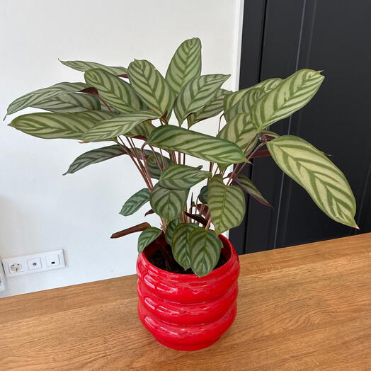 Calathea Ctenanthe (Dua çiçeği ) kırmızı renk seramik saksı ile