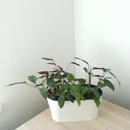 Ктената и калатея Нэтворк композиция