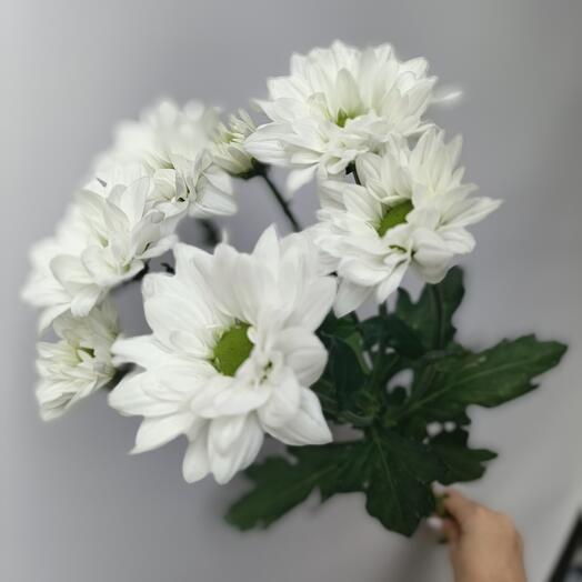Кустовая хризантема Бакарди