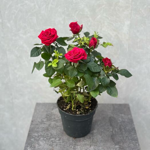 Роза Патио Изабель