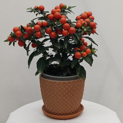 Паслен