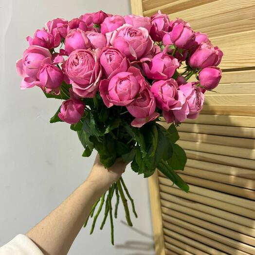 Роза Пионовидная  бомбастик 💞