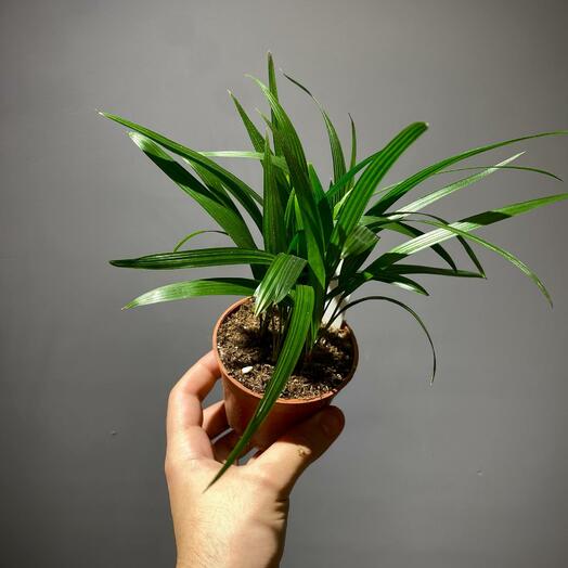 Ховея Форстериана