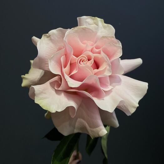 Французская роза 🌸