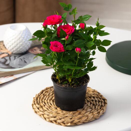 Bush rose