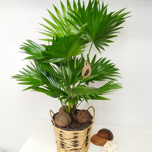 Ливинстония - веерная пальма