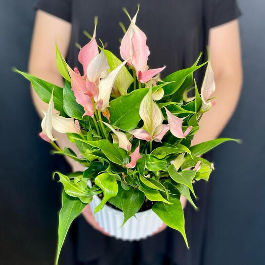 Антуриум Лили розовый взрослый большой в горшке