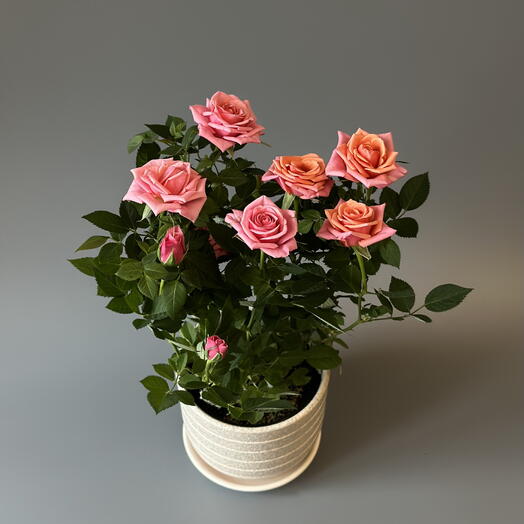 Роза в ассортименте - Комнатное растение: подарок для родных и близких на праздник, день рождения, юбилей