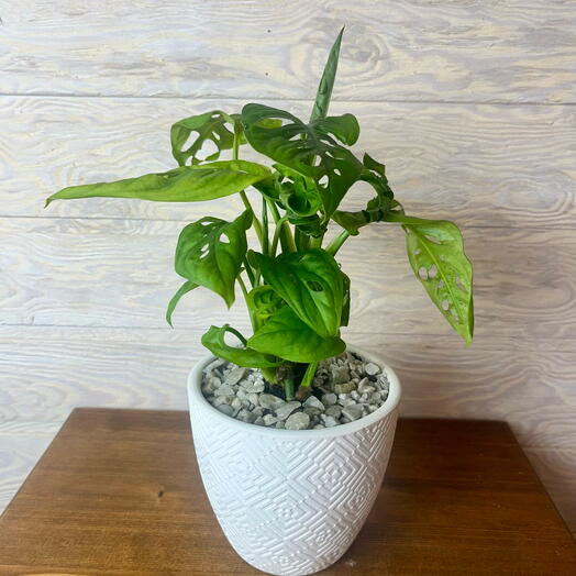 Монстера Манки Маск в керамическом горшке