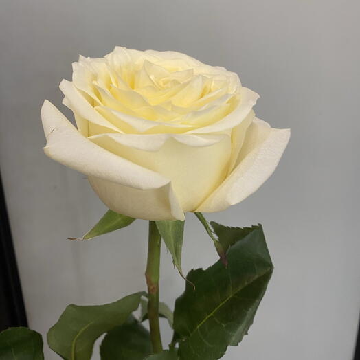 Роза белая 6
