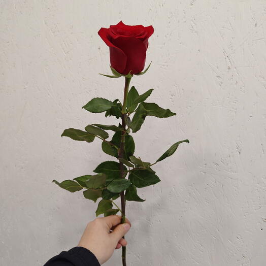 Роза 🌹 Эквадор