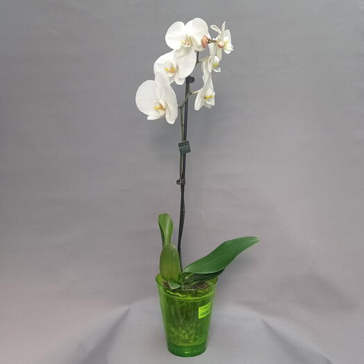 Комнатное растение Фаленопсис или Орхидея белая