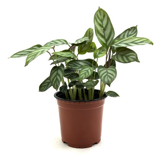 Калатея (Calathea) в пластиковом горшке