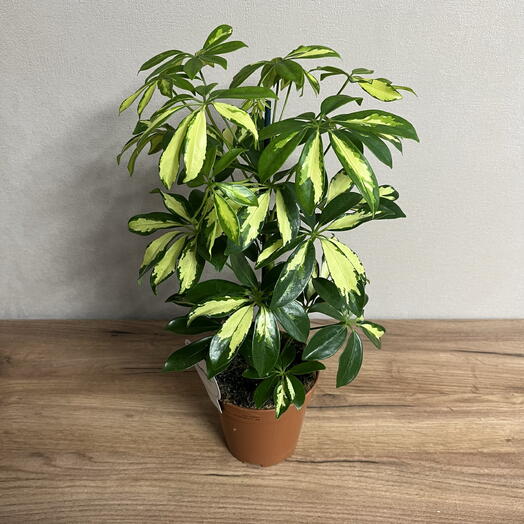 Комнатное растение Шеффлера Герда