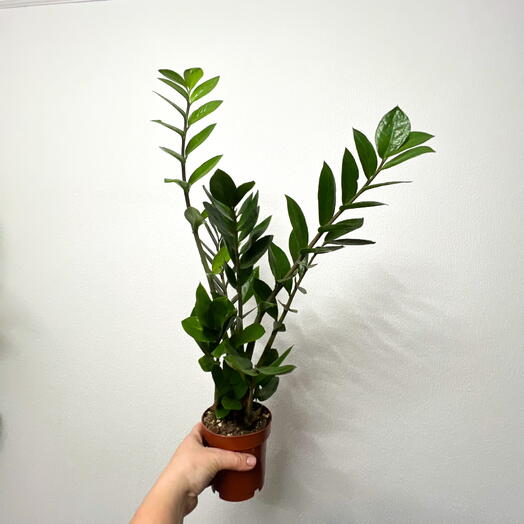 Замиакулькас D12 H69