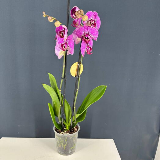 Орхидея Фаленопсис Фиолетовая, 2 ствола