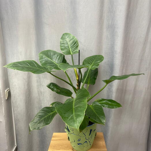 Комнатное растение Филодендрон Империал Грин ( Philodendron erubescens ‘Imperial Green )