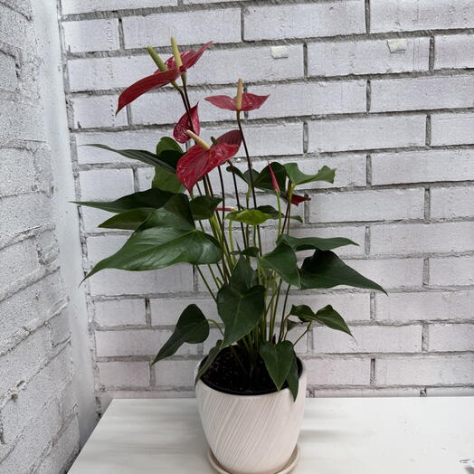 Антуриум красный в керамическом горшке