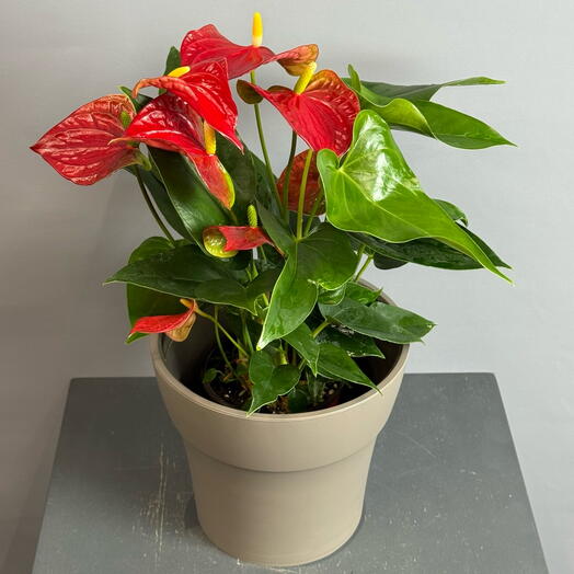 Антуриум красный в стильном горшке цвета капучино