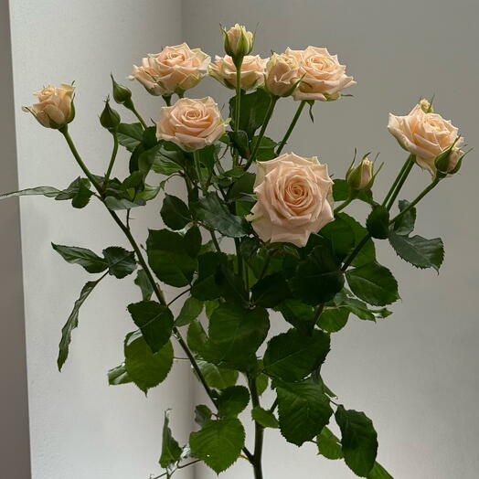 SSpray roses