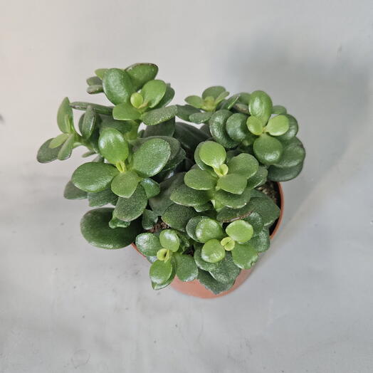 Крассула (денежное дерево)