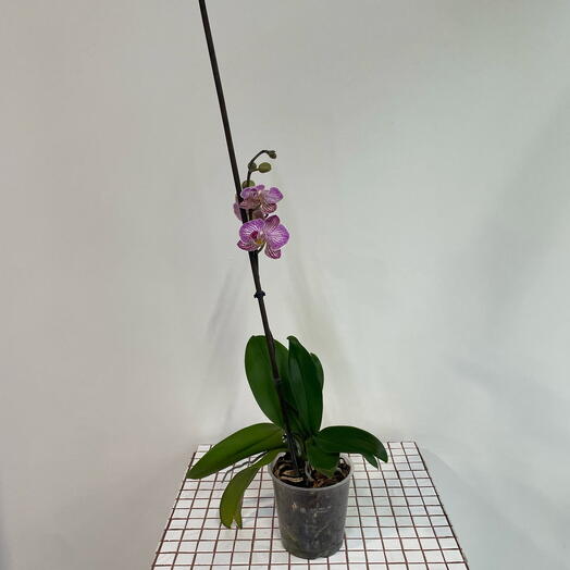 Орхидея сиреневая 💜