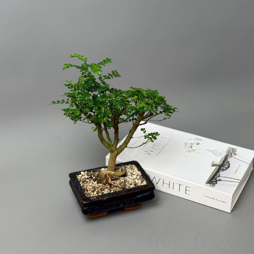 Бонсай Фисташка китайская в керамике - Символ богатсва