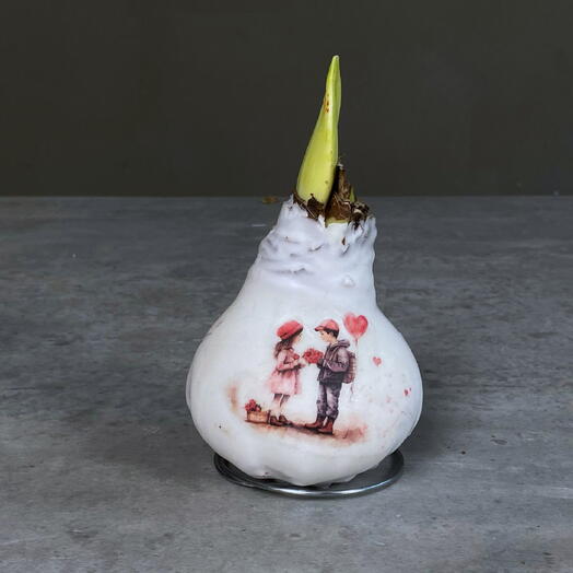 Амариллис белый