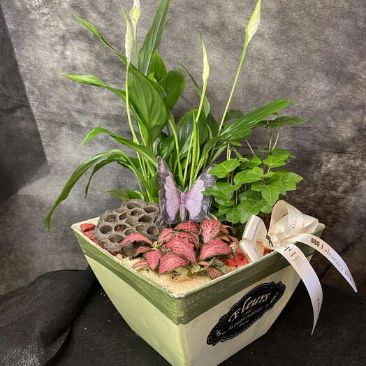 Garden with sanseveria, ivy and phytonium 1