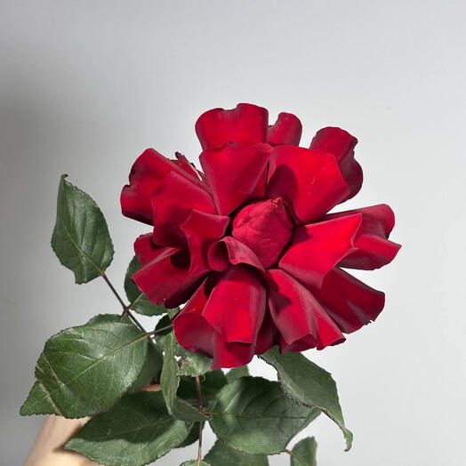 Роза Red