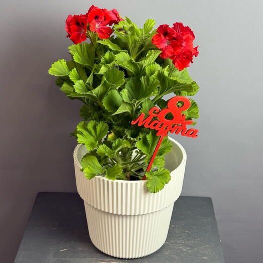 Королевская Герань красная в стильном белом горшке и топпер 8 марта
