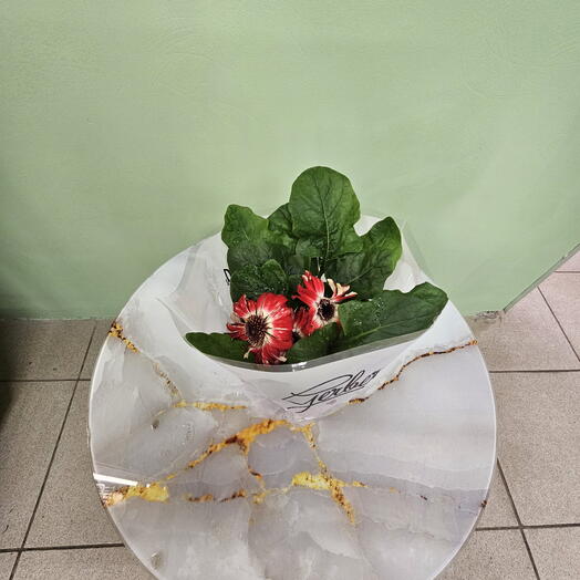 Гербера